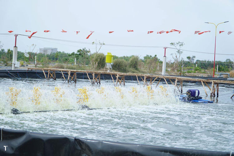 Nuôi tôm công nghệ cao